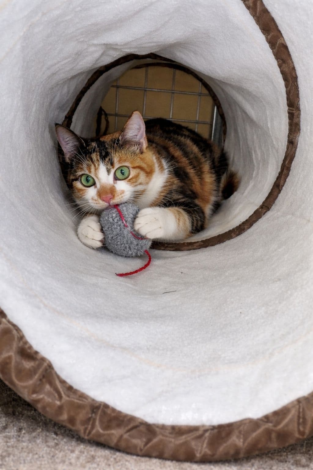 Cat hotel boarding at Vico Kennel Cyprus