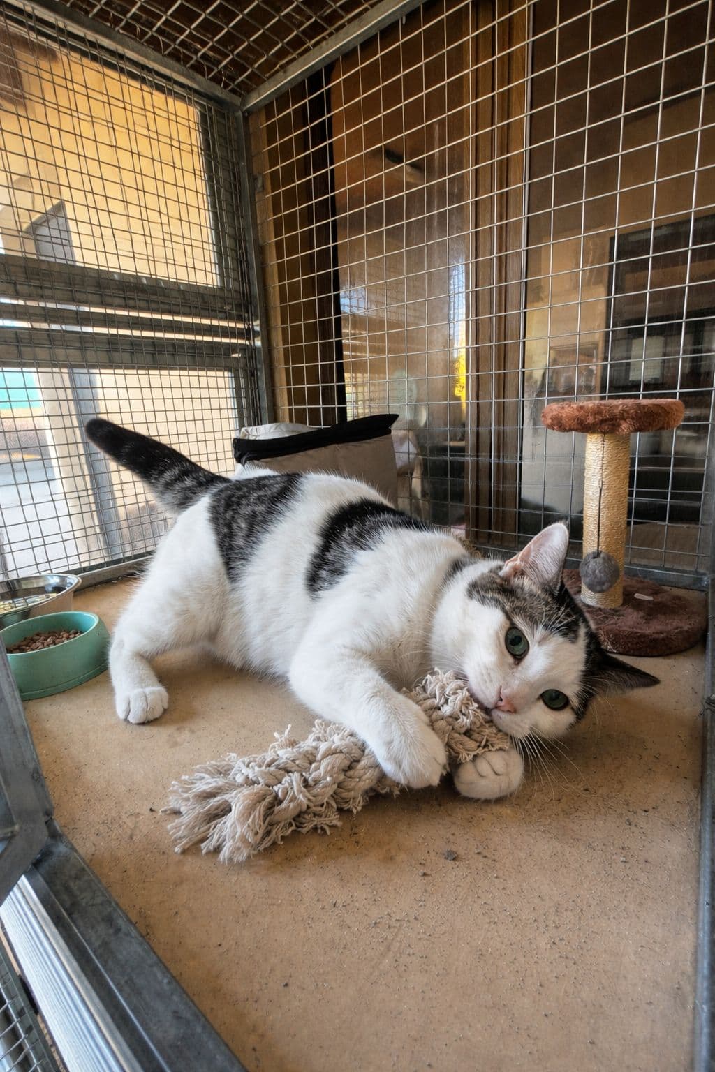 Quiet cat suite at Vico Kennel Cyprus