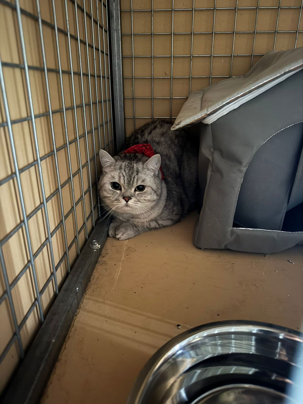 Cat hotel suite at Vico Kennel Cyprus