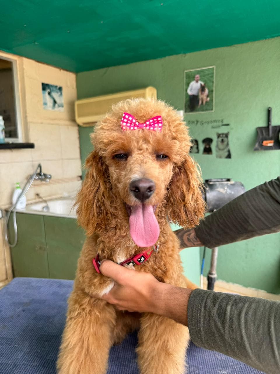 Dog grooming service at Vico Kennel