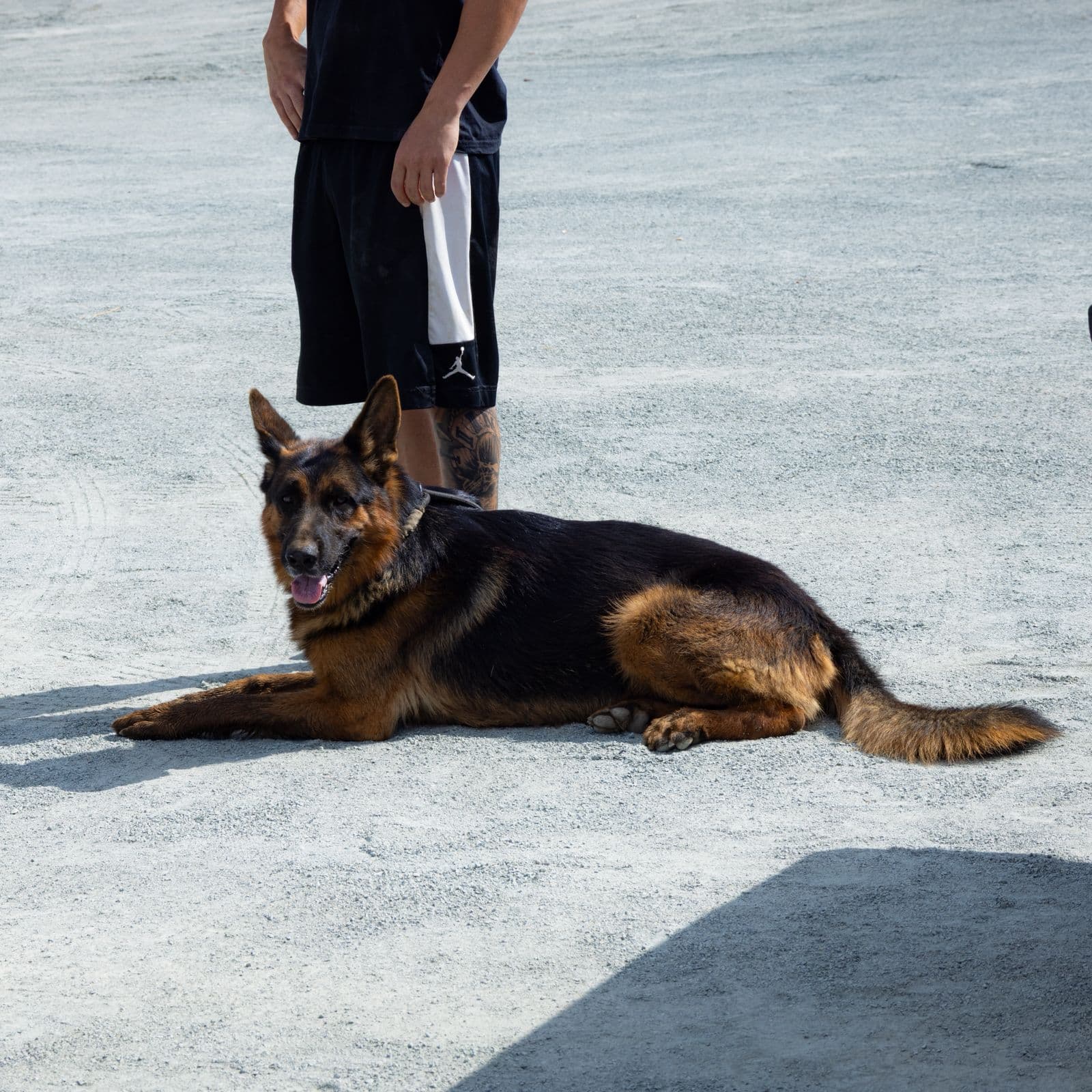 Dog training session at Vico Kennel