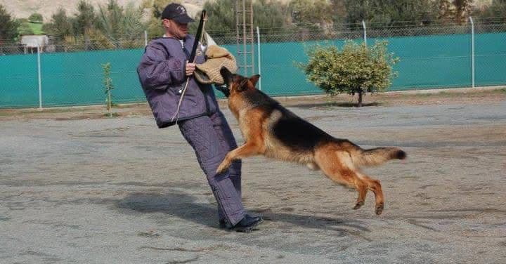 Dog obedience training at Vico Kennel Cyprus