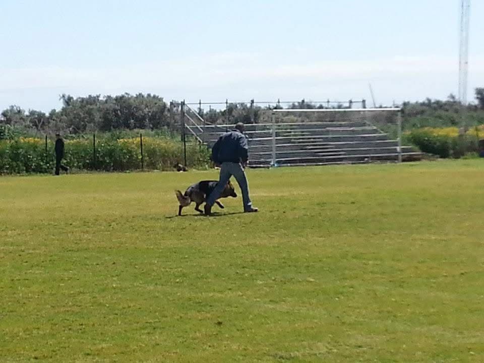 Positive reinforcement dog training Cyprus