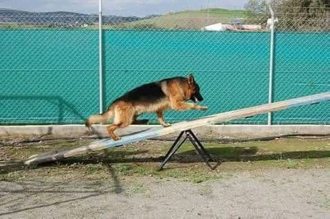 Dog trainer working with dog in Cyprus