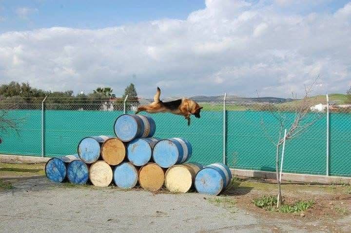 Dog training at Vico Kennel Cyprus