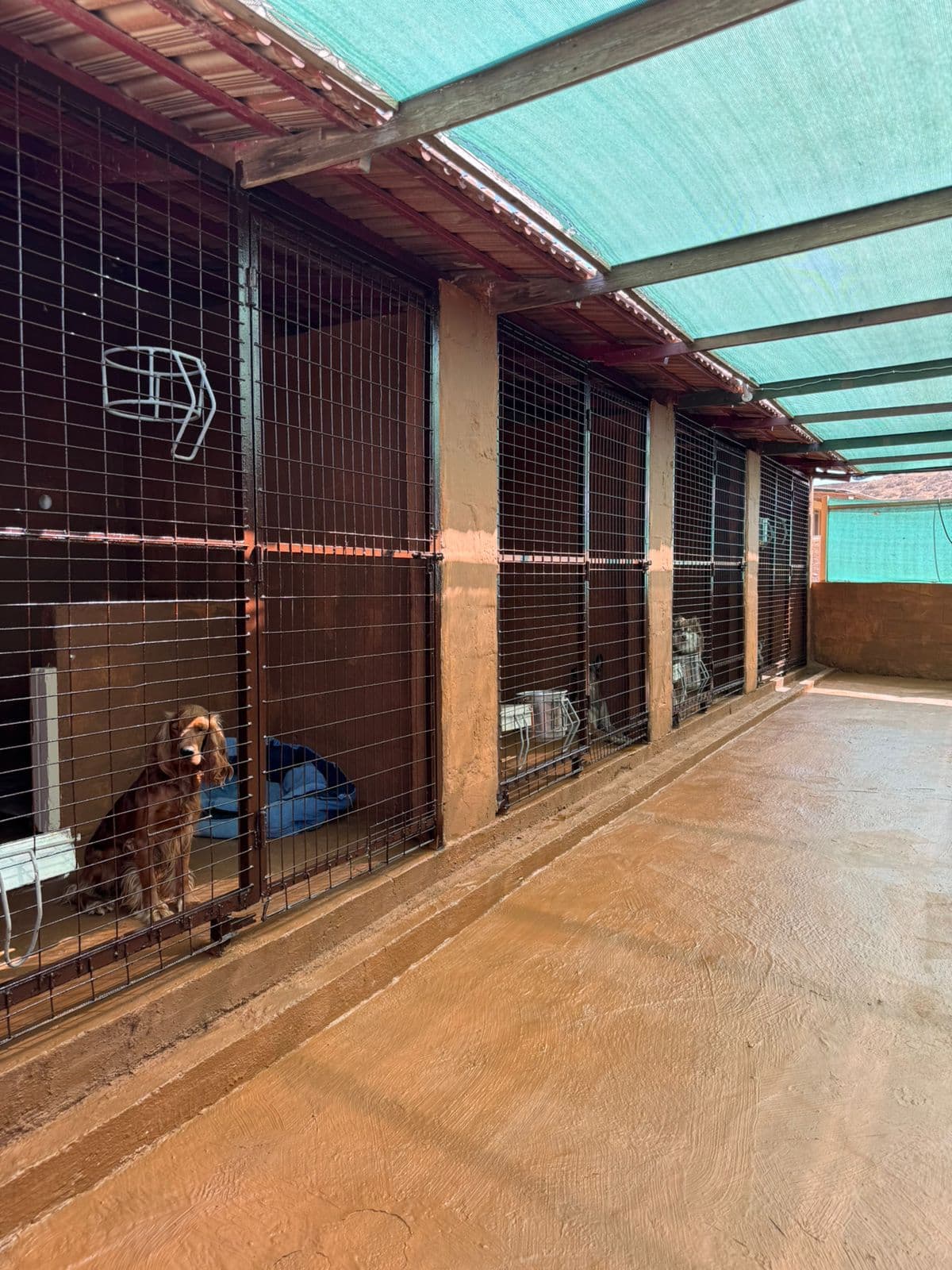Indoor dog hotel rooms at Vico Kennel