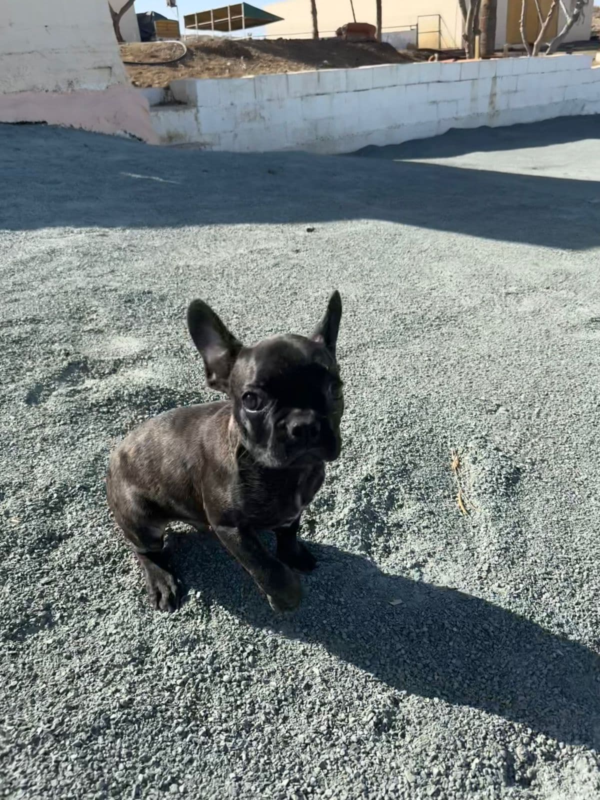 Dogs playing at Vico Kennel Cyprus