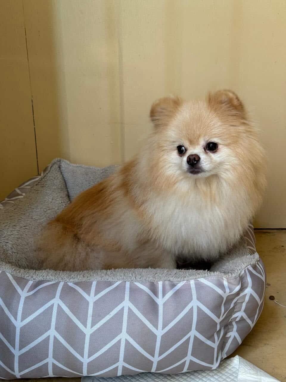 Small dog relaxing on a bed inside a kennel at Vico Kennel.