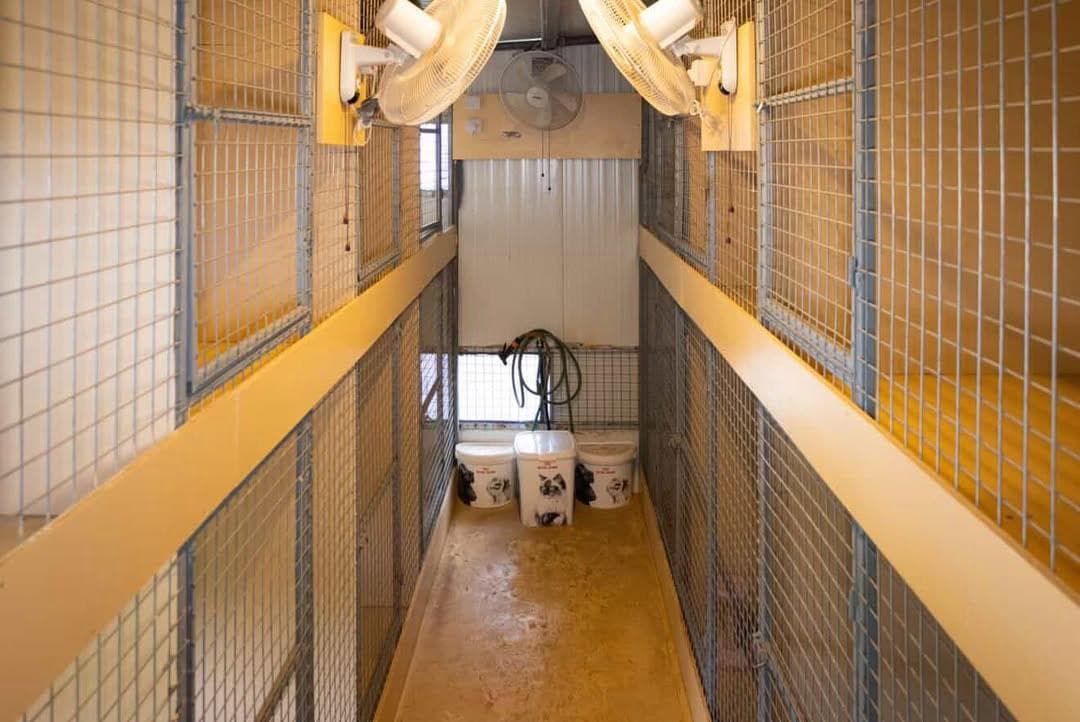 Indoor dog hotel kennels at Vico Kennel.