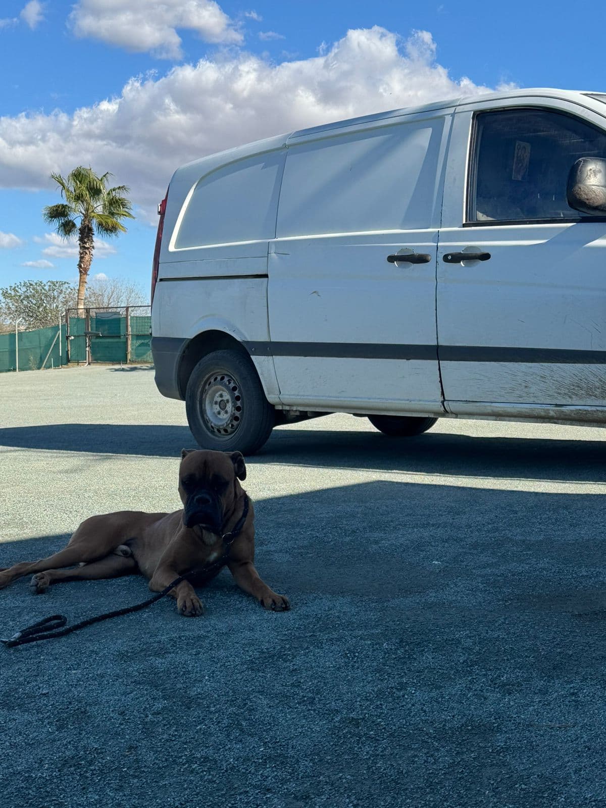 Air-conditioned pet taxi vehicle at Vico Kennel Cyprus